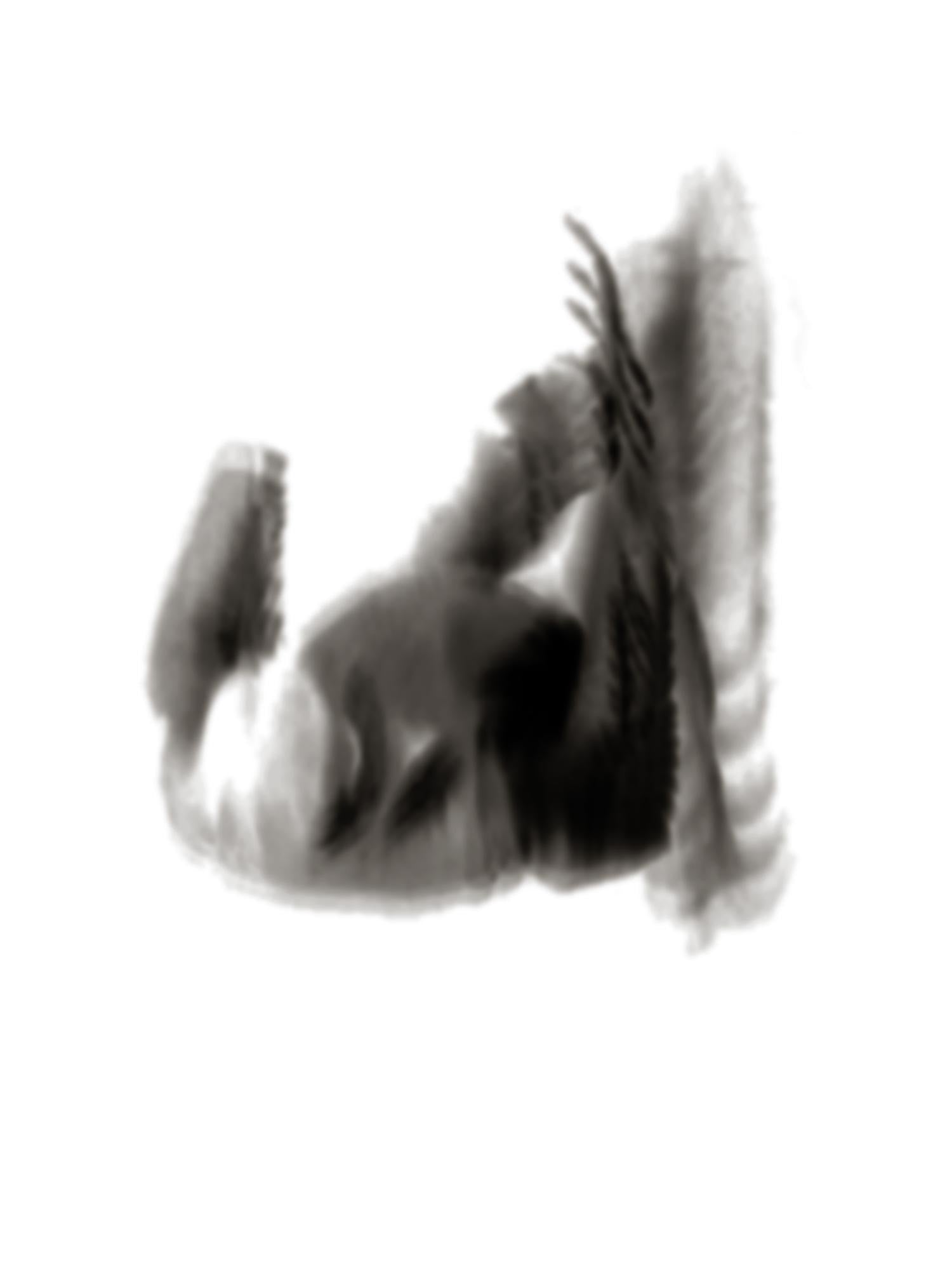 Untitled [Shadows]