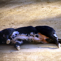 Ferdinand... Or Not